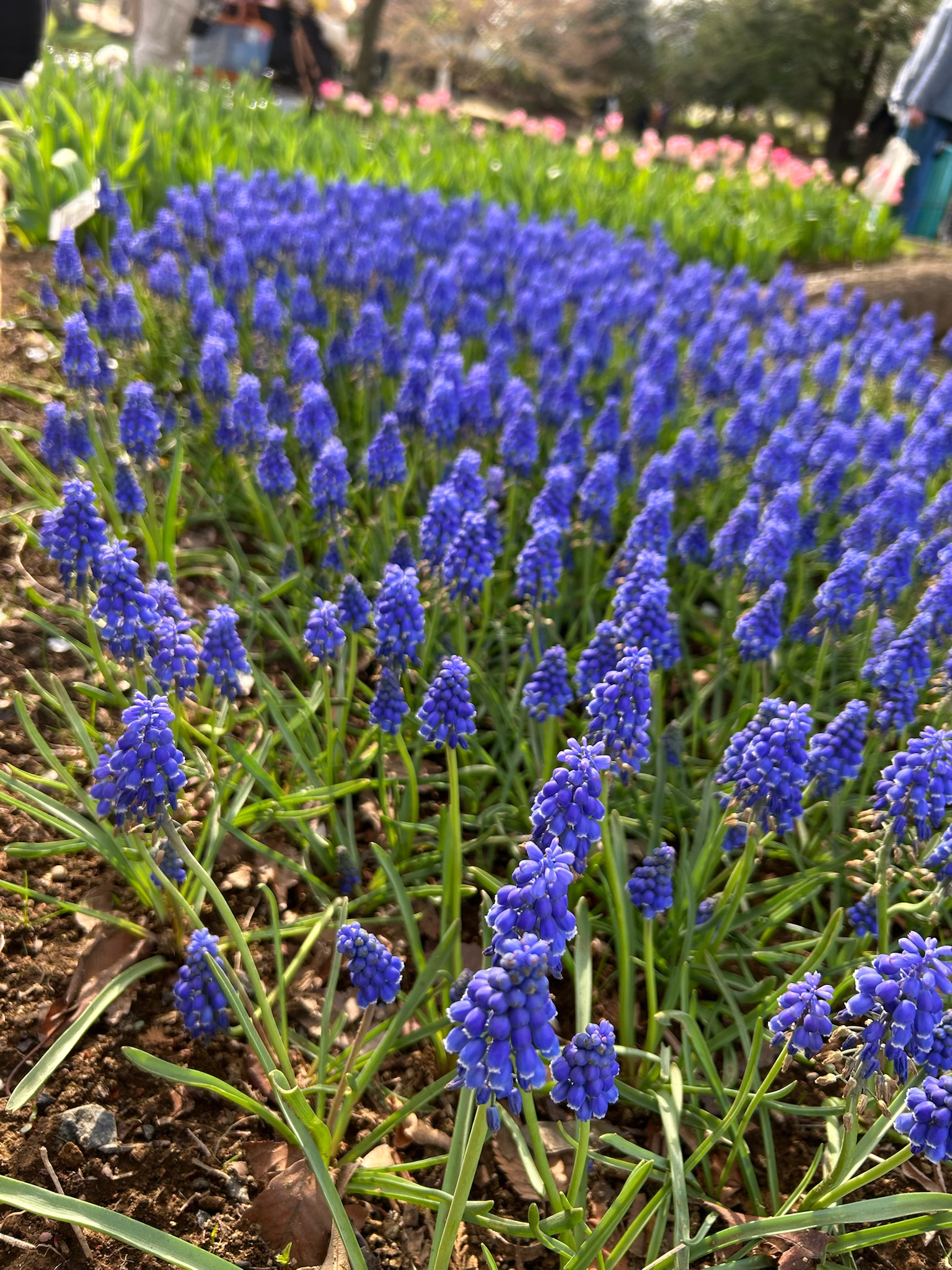 昭和記念公園に行ってみた正直レビュー